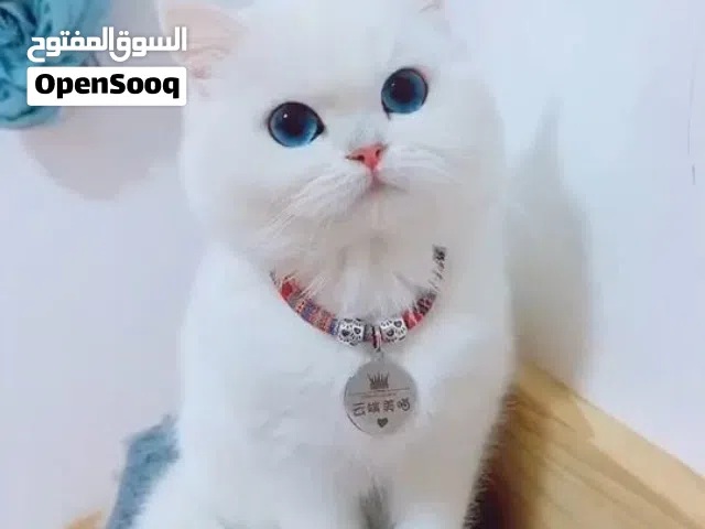مطلوب قط راغدول للتزاوج
