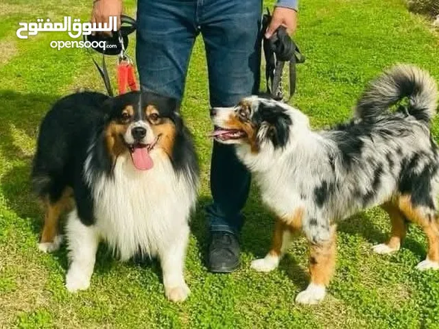 جروين إسترلين شيبرد ولد وبنت
