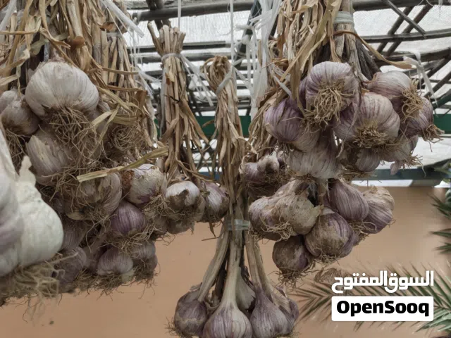 ثوم الدار انتاج الظاهرة