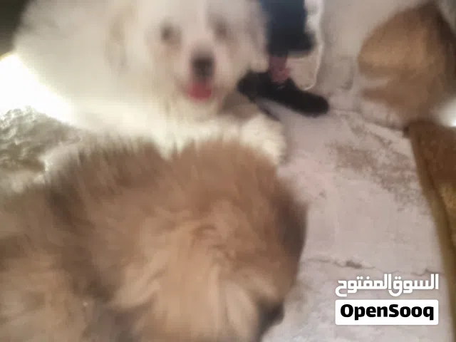 كلاب البيع