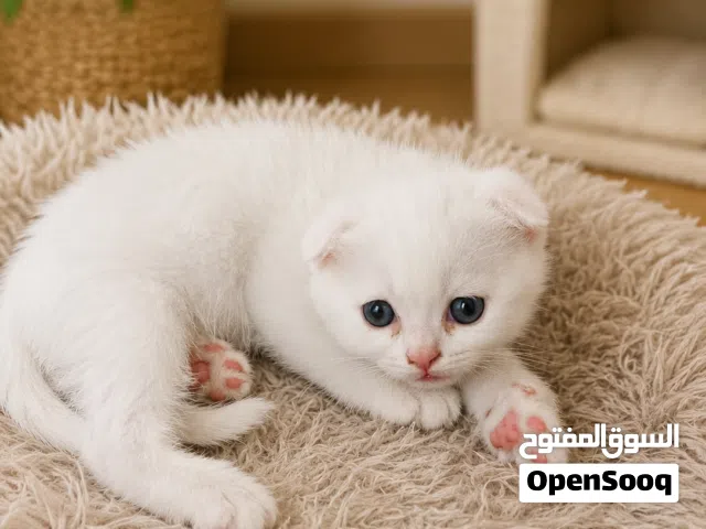 قطط سكوتش فولد مع انغورا 2 اناث وواحد ذكر
