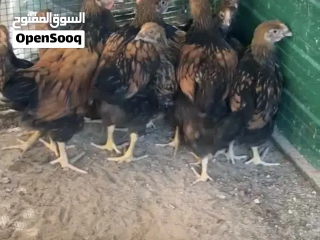للبيع مشروع انتاج دجاج وايندوت بالكامل