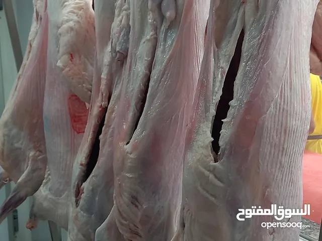مطلوب ممول او مموله لإنشاء شركة تجارة توريد وتصنيع لحوم