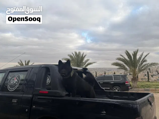 كلب نوع American Akita