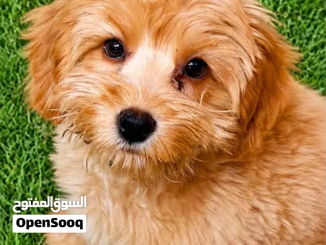 female Toy maltipoo 4 months vaccinated with passport potty trained