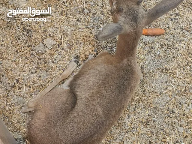 غزال ديماني للبيع غير قابل للبدل