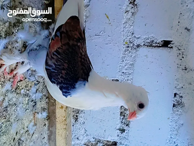 حمام فرخات سنتلايت ورافل بصفر وبحمر