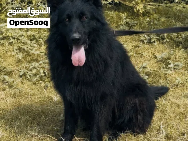 السلام عليكم اخون رايد كلب التبني الي عنده لا يقصر
