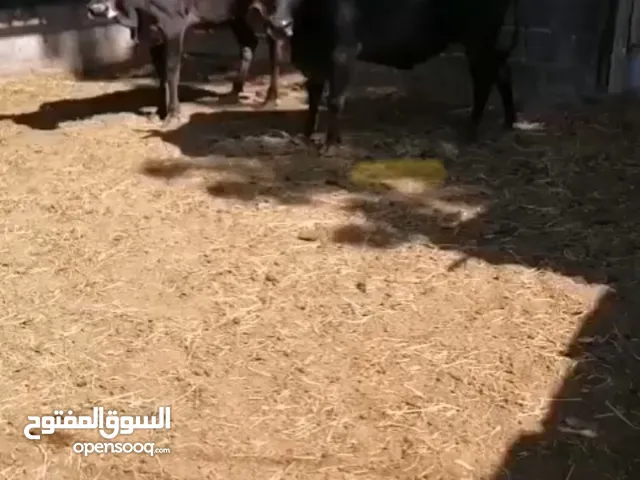 للبيع ثيران زينات حال عيد