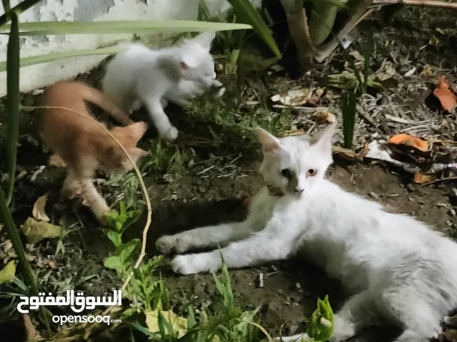 قطه شيرازيه مع اولادها للبيع