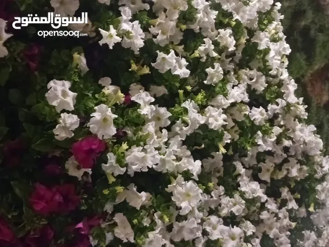 مشتل زراعي