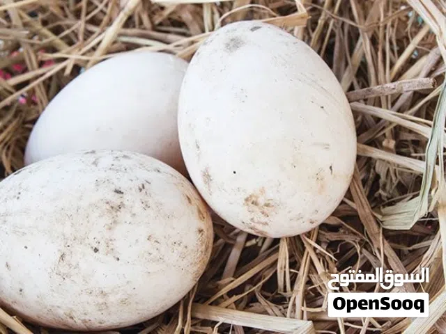 يوجد بيض بط وز و كوبرا