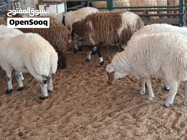 SHEEPS & GOATS available DUABI