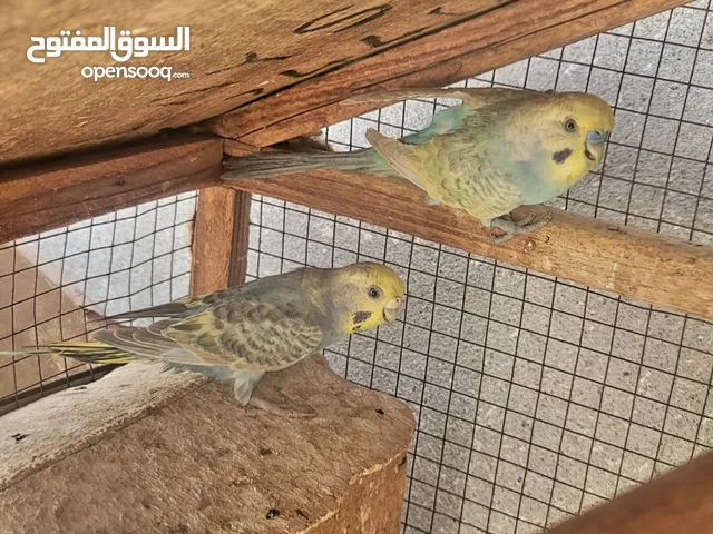 قفص مع زوج كناري (بادجي)