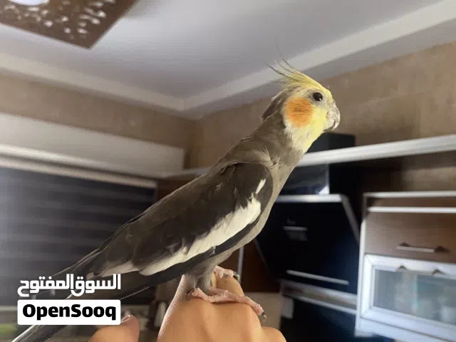 ببغاء كوكتيل