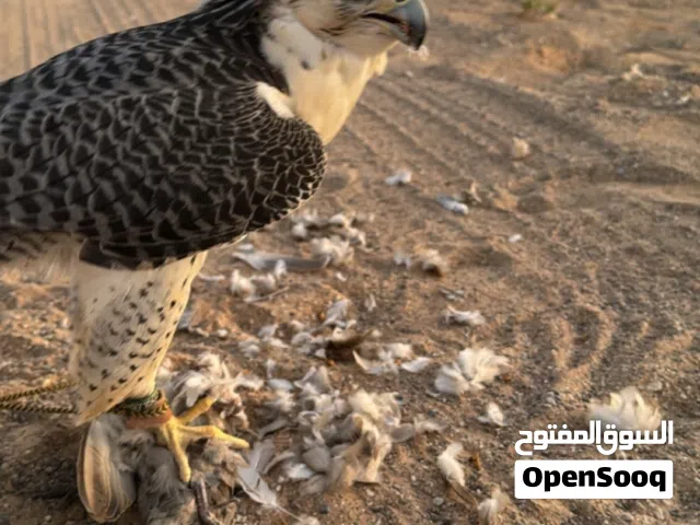 حير بريرا قرناس 3