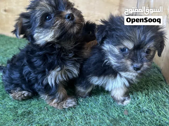 للبيع يورك شاير صغار