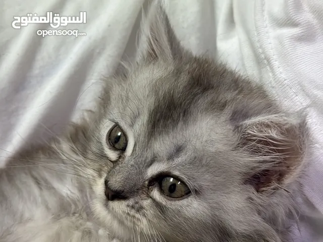 قط ذكر اسمه ليو عمره تسع اسابيع تاربخ ميلاده 5/5/2025 شيرازي جميل لونه رصاصي و ابيض يتعود بسرعه