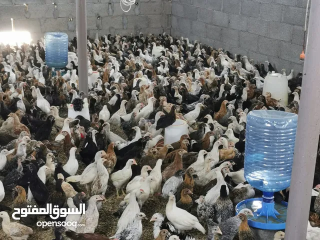 فرصه للتجار و المربين  للبيع دجاج عماني عبري الطيب