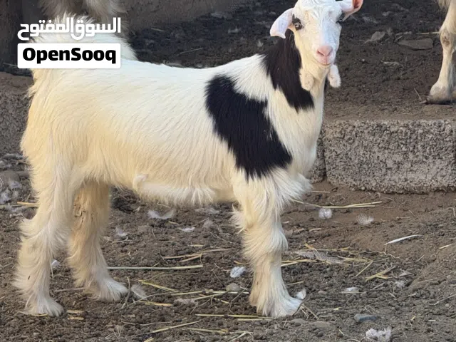 للبيع كبش و سخل العمر تقريبا 5اشهر المكان صحار السعر كل واحد 75ريال حلال طيب ونضيف بياض الوجه