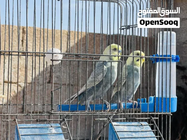 السلام عليكم ورحمة الله وبركاته