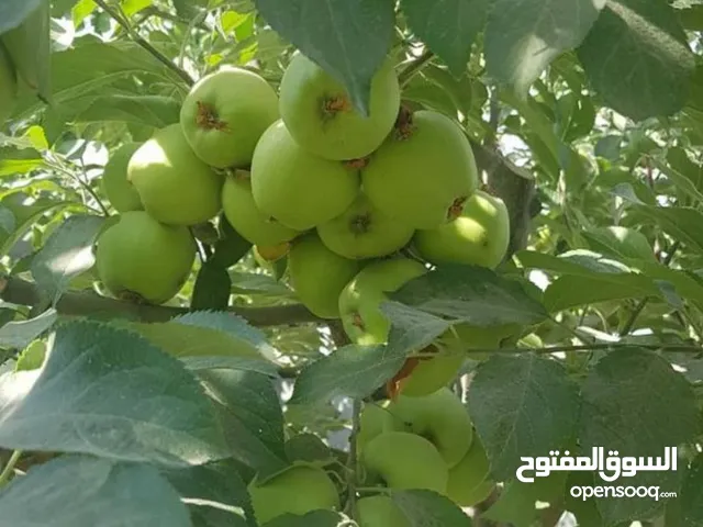 مزرعة في ايران مشهد