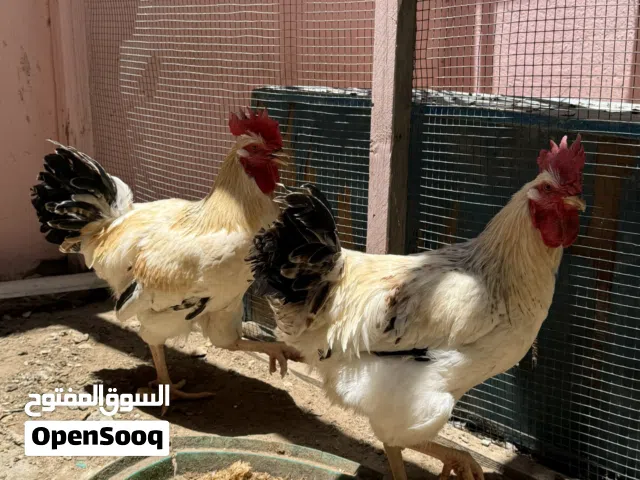 2 White sussex male