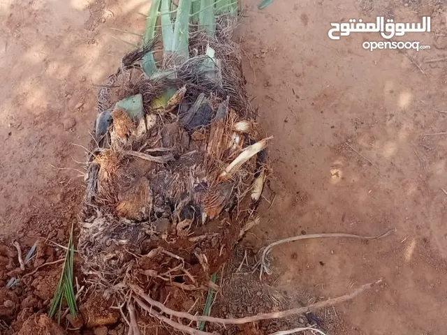 نخل للبيع جثايث فسايل نقابل فراخه