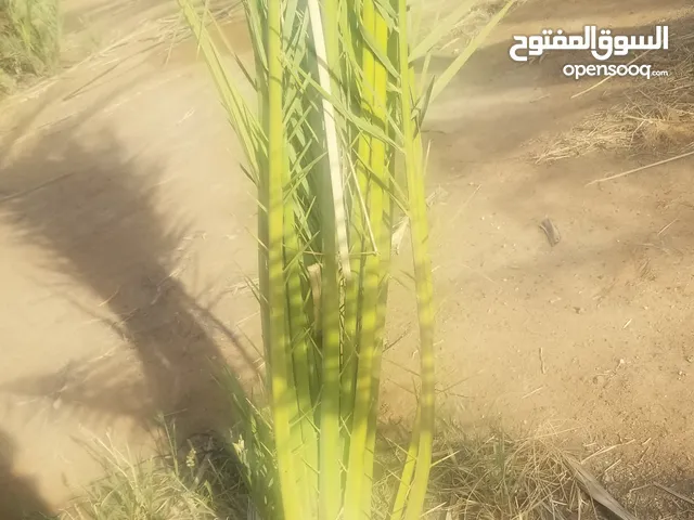 زراعة أشجار النخيل