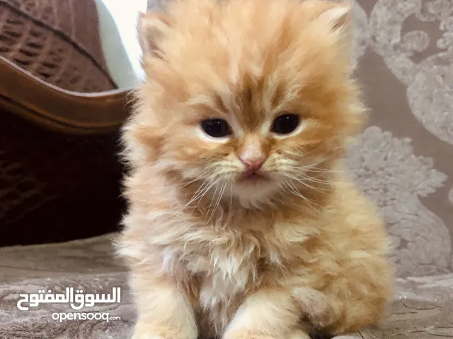 قطط كيتن عمر شهر ماخدين حبه الدود ونوعهم شانشيلا مكس هماليا قصيرين الشعر ومتعودين عاللتر بوكس