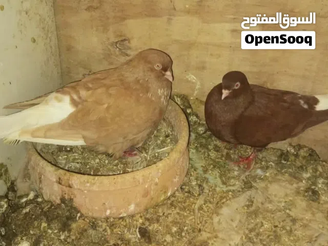 حمام زق كوم للبيع