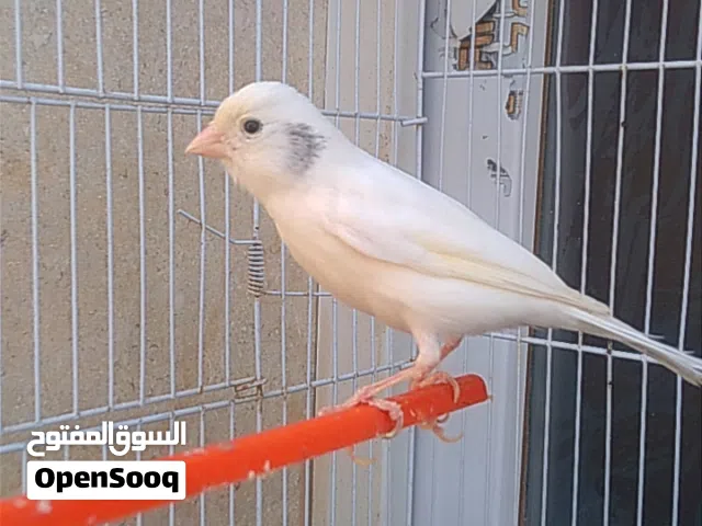 السلام عليكم ////متاح بفضل الله نتايه كناري 100بي القفص طربلس ا