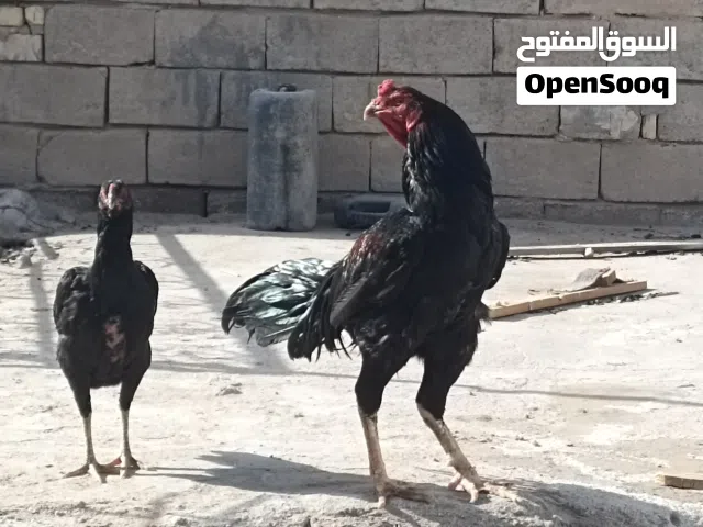 مطلوب دجاج هراتي شوف الوصف قبل لا تدخل