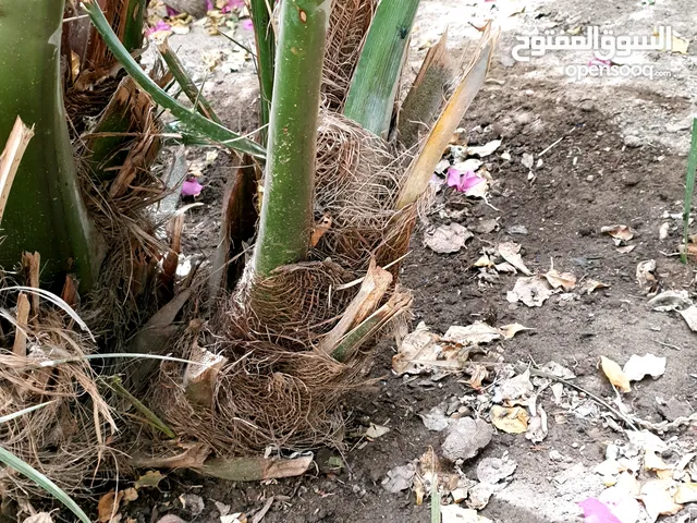 فسيلة مجهول الاصلي كبيره طول السعفه 4 متر