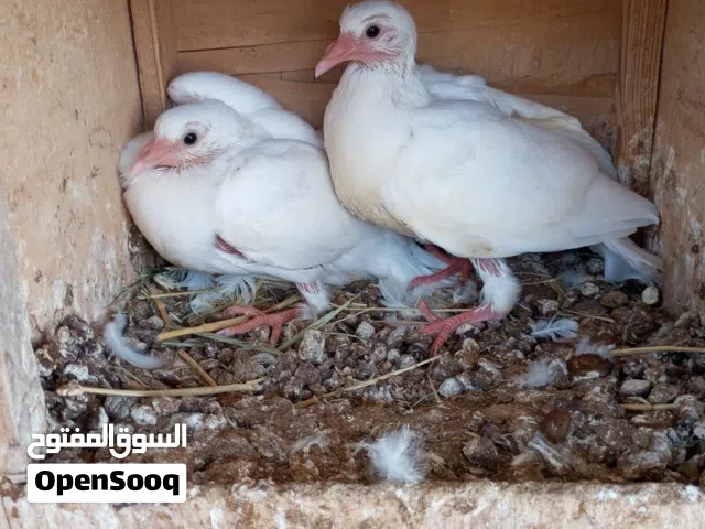 فرز ومعالجة حمام وزيادة انتاج وإدارة المشاريع خبره ولله الحمد 13 عام ومعرفة تامه بالفقاسات