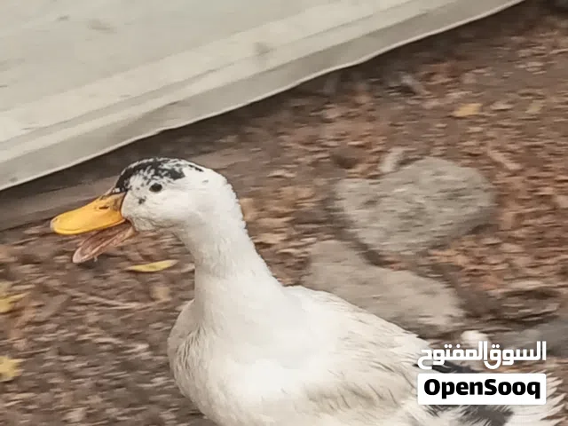 بشه للبيع الاستفسار خاص