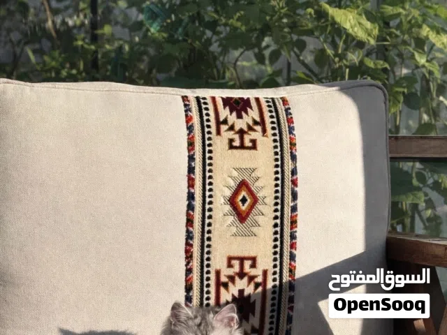 مطلوب كيتن نثيه تبني