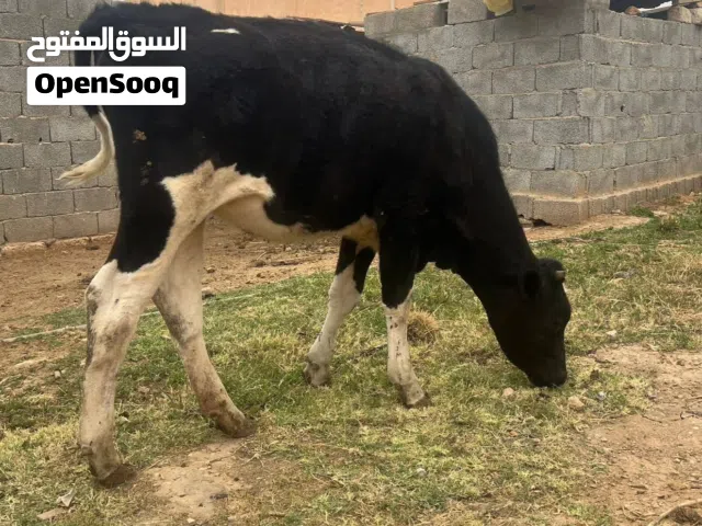 زوز عجل للبيع ربي يبارك وحده 9 شهور  وحده 10 شهور