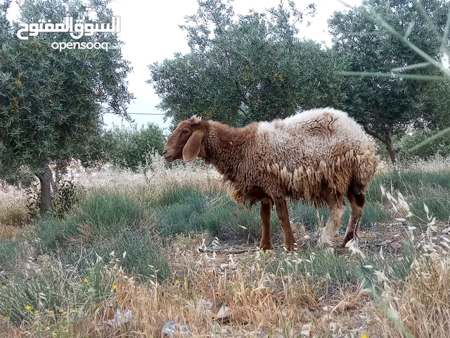 قرقورة بدلت ل ثنية ضحية ومقنوي