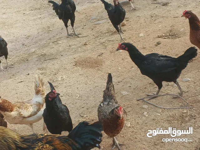 دجاج للبيع بياض
