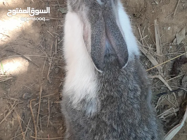 ارنب البيع