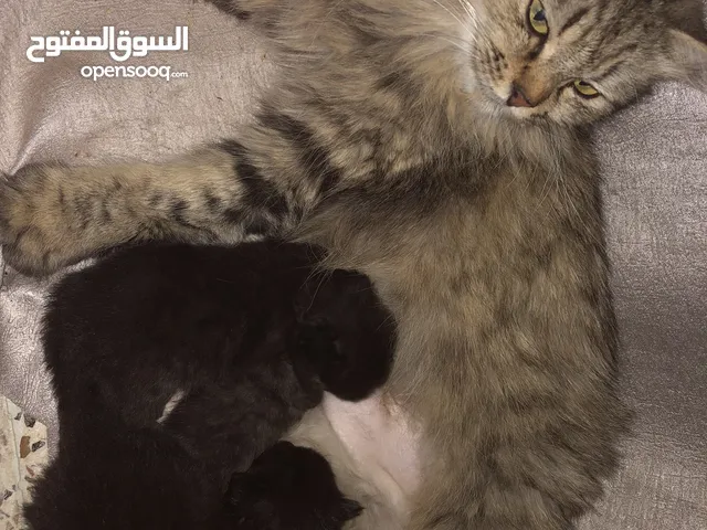 قطة ام واطفالها الثلاثة للتبني