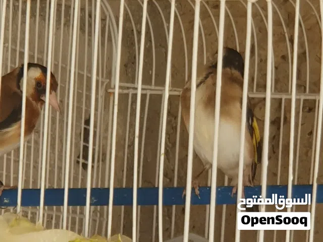 جوز حساسين
