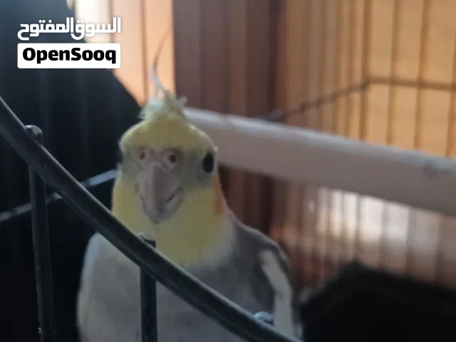 كوكتيل طرابلس
