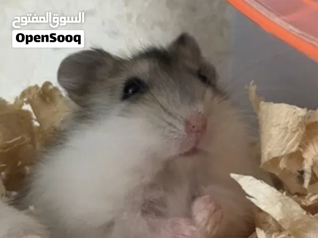 هامسترات سوريه وروسيه
