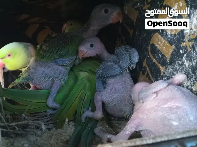 زوج دره منتج السعر من الاخر