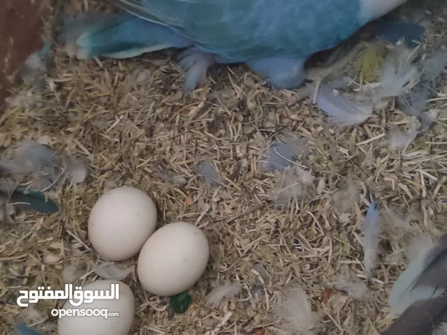 كوبيه بركاديلو مصوقره تحتها دحي صحه الله يبارك