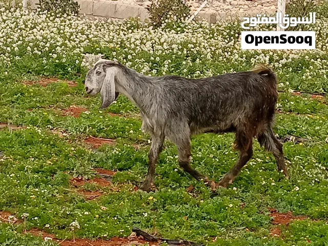 3 شعاري درار على خشم ميلاد مصابحات ماسيات