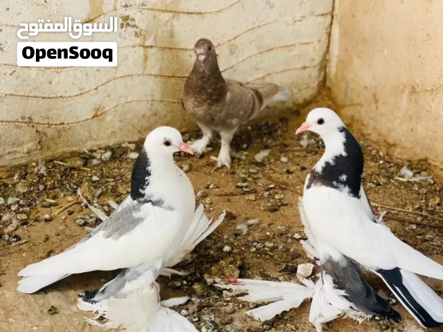 انثاج هزاز الله يبارك