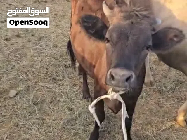 عجل و ابقار